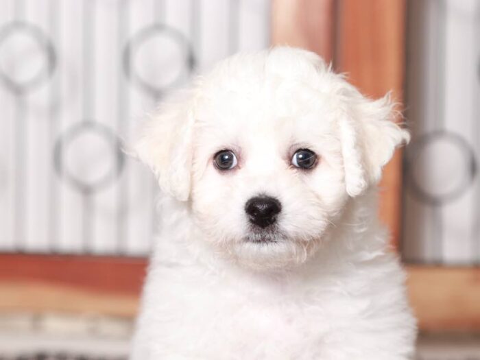 Bentley- Handsome Male ACA Bichon Frise Puppy - Image 4