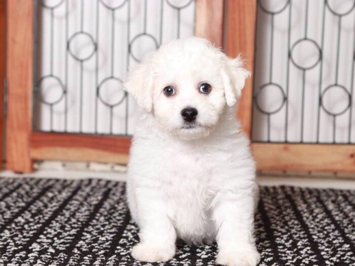 Bentley- Handsome Male ACA Bichon Frise Puppy