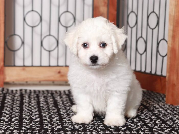 Bentley- Handsome Male ACA Bichon Frise Puppy - Image 3