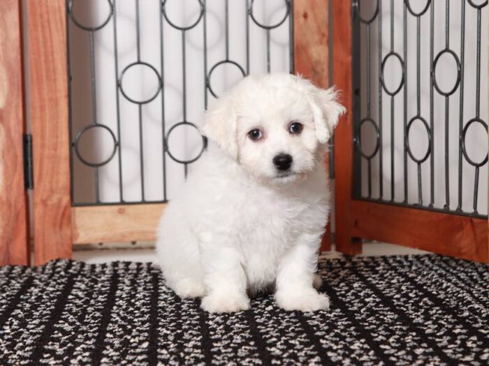 Bentley- Handsome Male ACA Bichon Frise Puppy - Image 2
