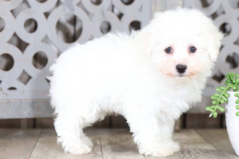Bentley Sweet, AKC, Bichon Frise Puppies Online