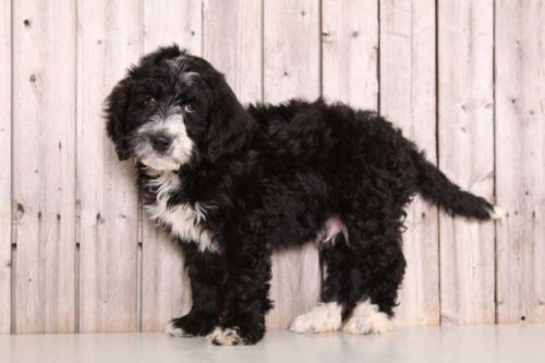 Bernedoodle