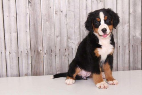 Bernese Mountain Dog