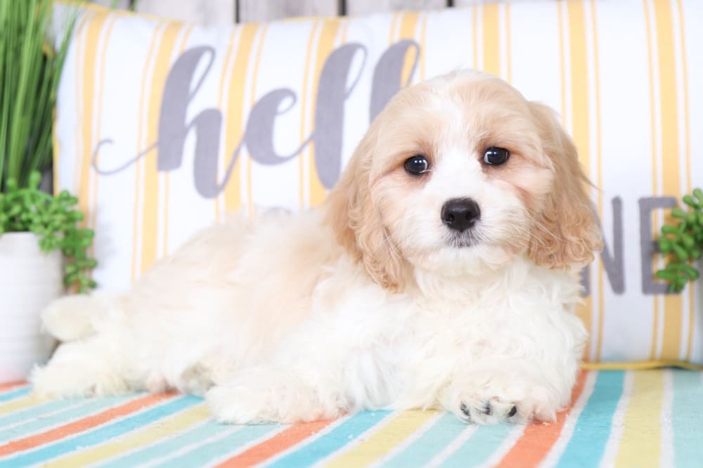 Bernie - Super Cool Cavachon Puppy