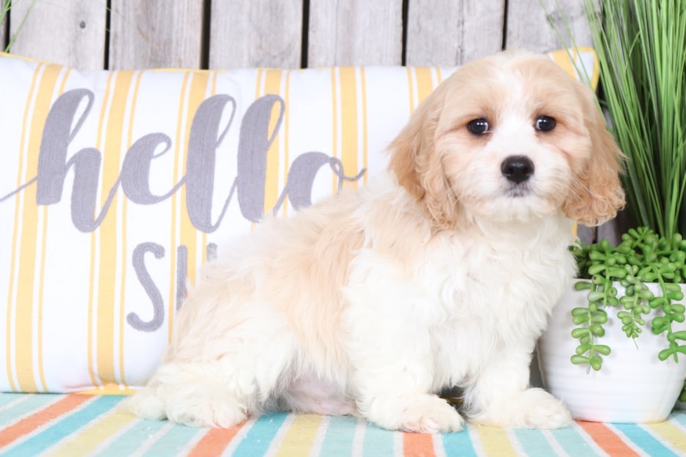 Bernie - Super Cool Cavachon Puppy - Image 3
