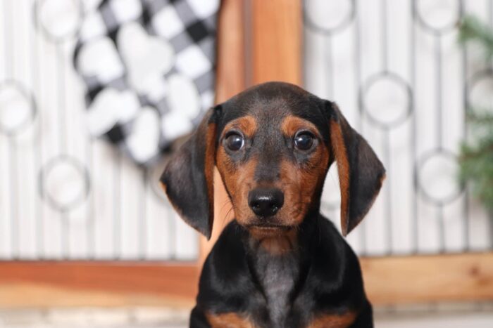 Bert- Spunky Little Male ACA Dachshund Puppy