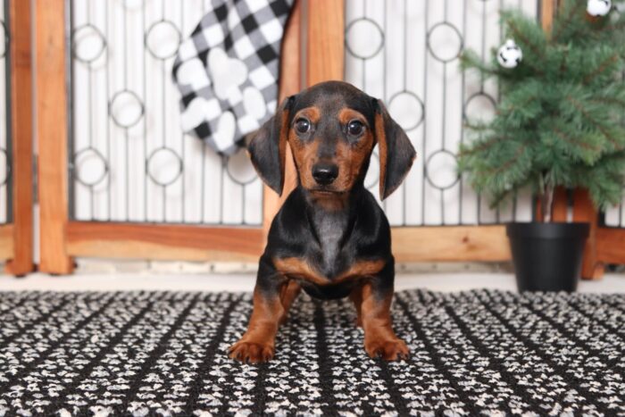 Bert- Spunky Little Male ACA Dachshund Puppy - Image 2