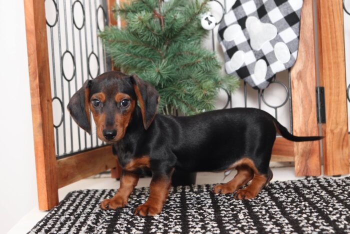 Bert- Spunky Little Male ACA Dachshund Puppy - Image 3