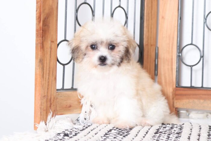 Bestie - Snuggly Female Teddy Bear Puppy