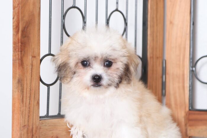 Bestie - Snuggly Female Teddy Bear Puppy - Image 2
