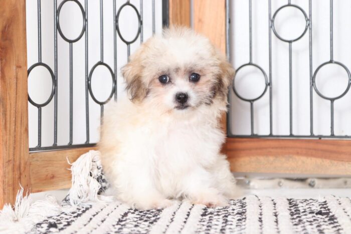Bestie - Snuggly Female Teddy Bear Puppy - Image 3
