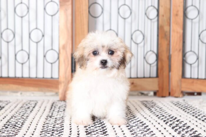 Bestie - Snuggly Female Teddy Bear Puppy - Image 4