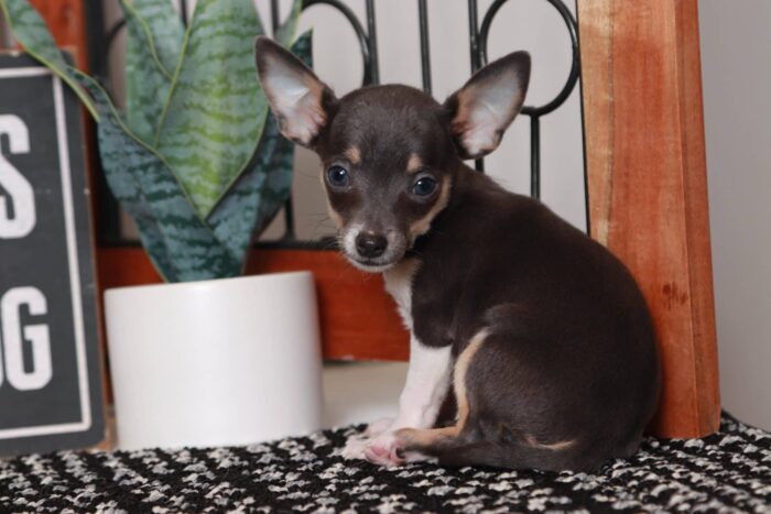 Beth- Fun Little Female TEACUP ACA Blue Short Haired Chihuahua Puppy - Image 2