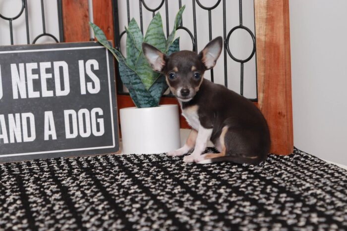 Beth- Fun Little Female TEACUP ACA Blue Short Haired Chihuahua Puppy - Image 3