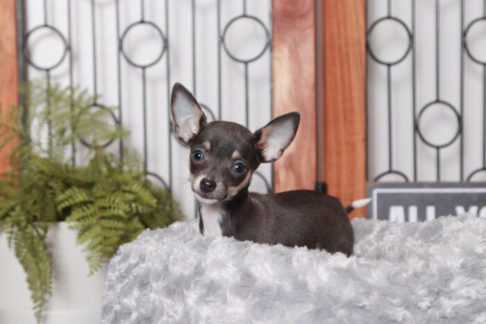 Beth- Fun Little Female TEACUP ACA Blue Short Haired Chihuahua Puppy - Image 4