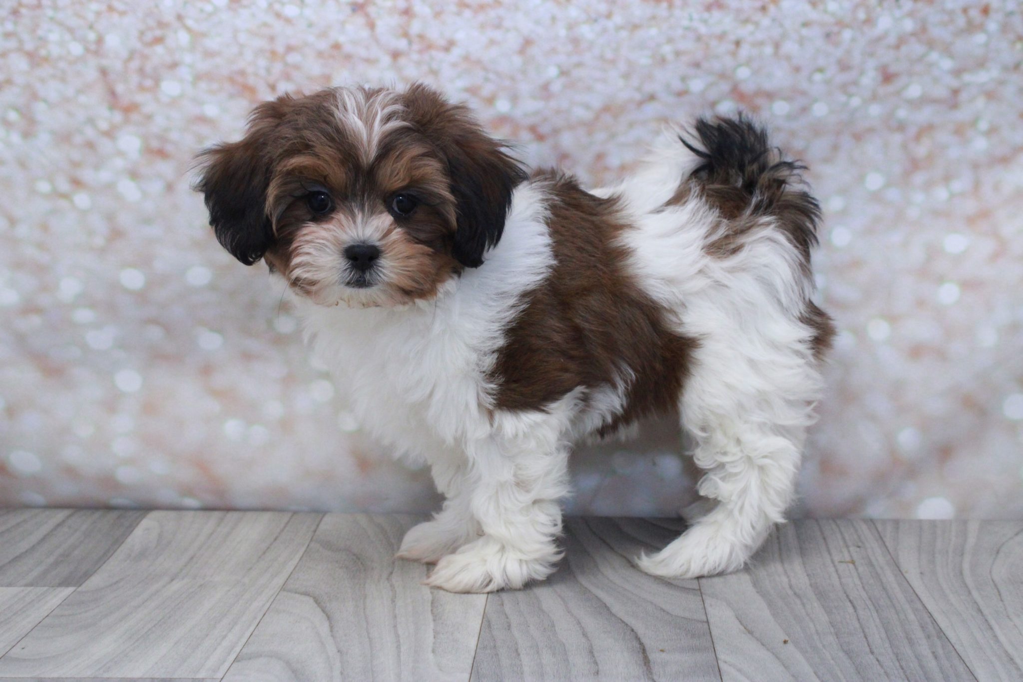 Betsy - Gorgeous Female Shih-Poo Puppy