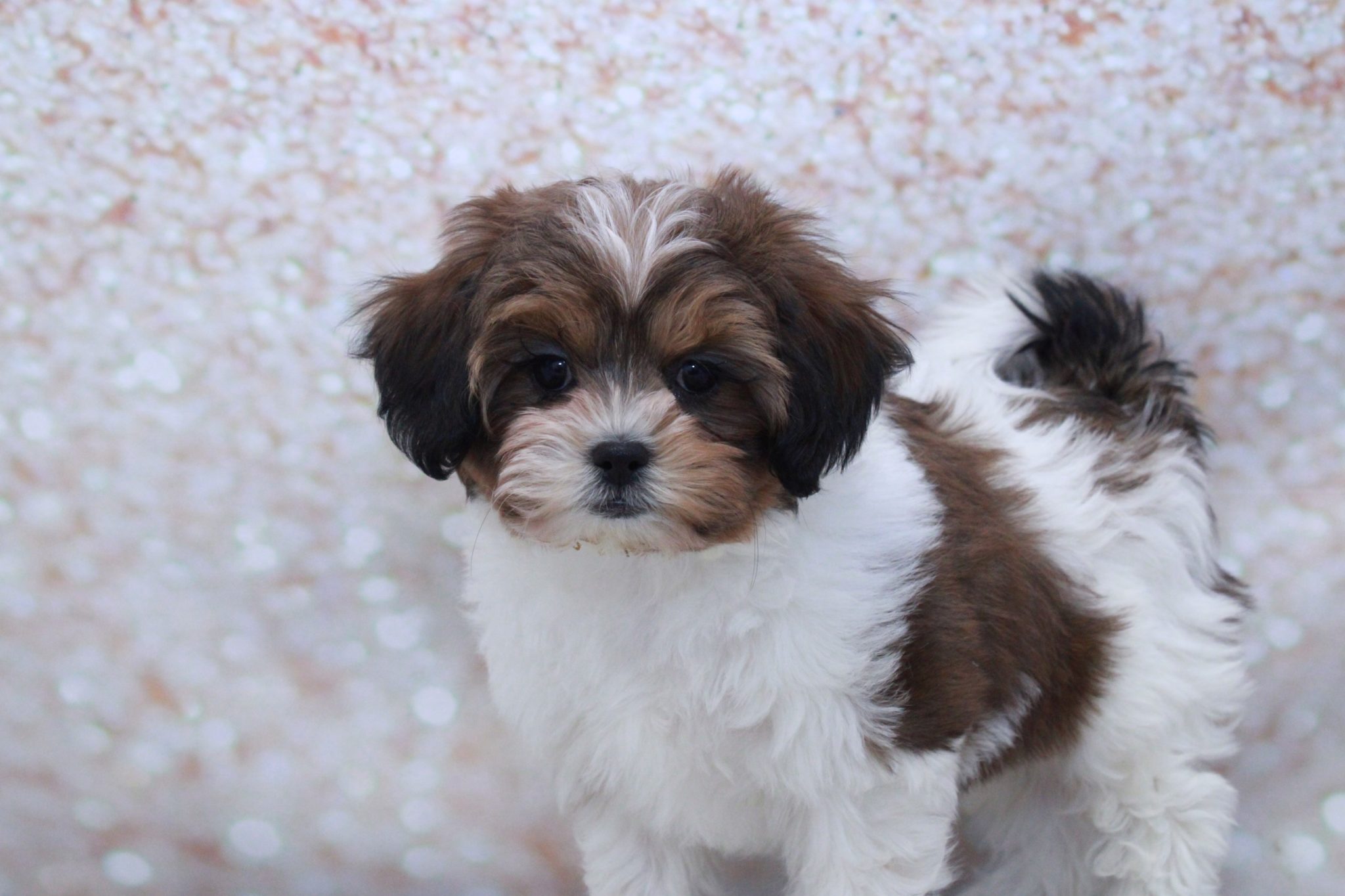 Betsy - Gorgeous Female Shih-Poo Puppy - Image 2