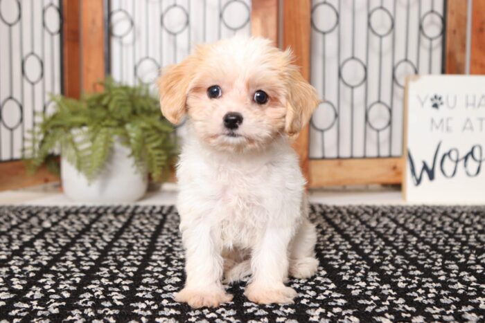 Bianca - Loving Female Cavachon Puppy