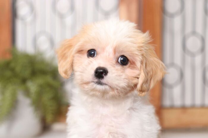 Bianca - Loving Female Cavachon Puppy - Image 2