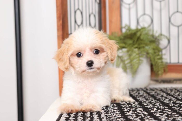 Bianca - Loving Female Cavachon Puppy - Image 3