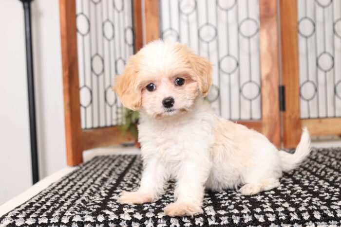 Bianca - Loving Female Cavachon Puppy - Image 4