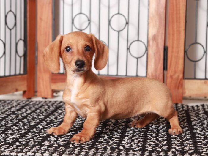 Bingo-  Friendly ACA Male red Dachshund Puppy