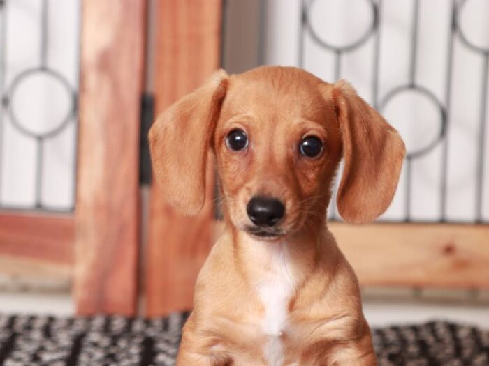 Bingo-  Friendly ACA Male red Dachshund Puppy - Image 3
