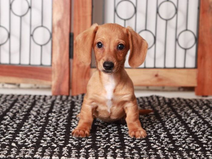 Bingo-  Friendly ACA Male red Dachshund Puppy - Image 2