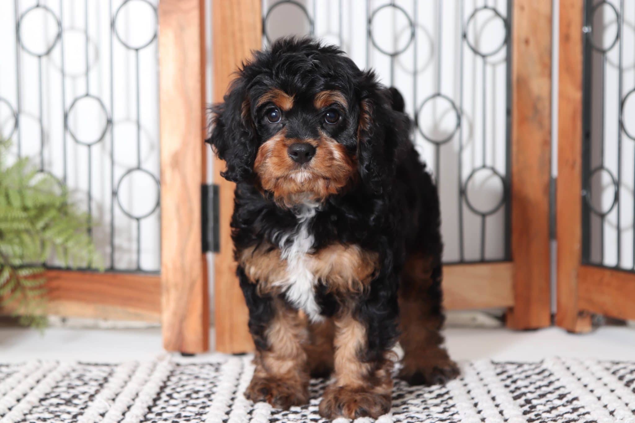 Binx - Sweet Male (Black and Tan) Cavapoo Puppy