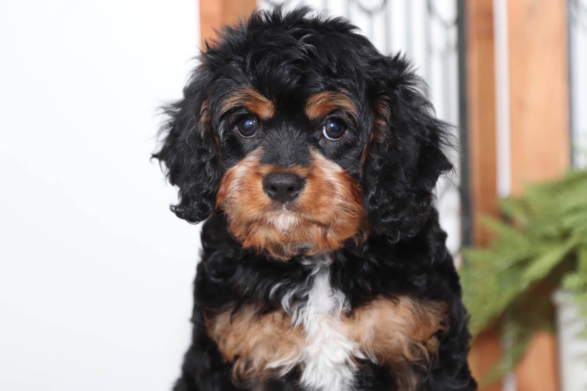 Binx - Sweet Male (Black and Tan) Cavapoo Puppy - Image 2