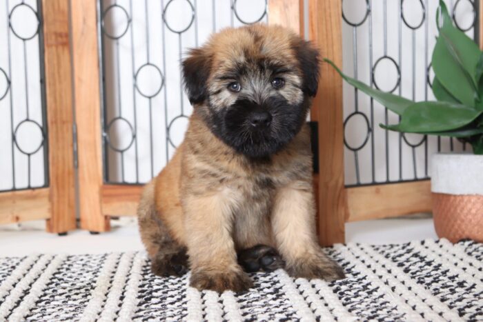 Birch- Kissable Male AKC Wheaton Terrier Puppy