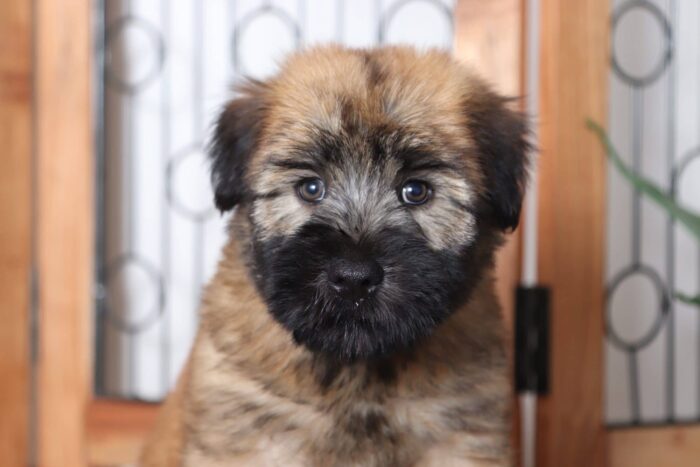 Birch- Kissable Male AKC Wheaton Terrier Puppy - Image 2