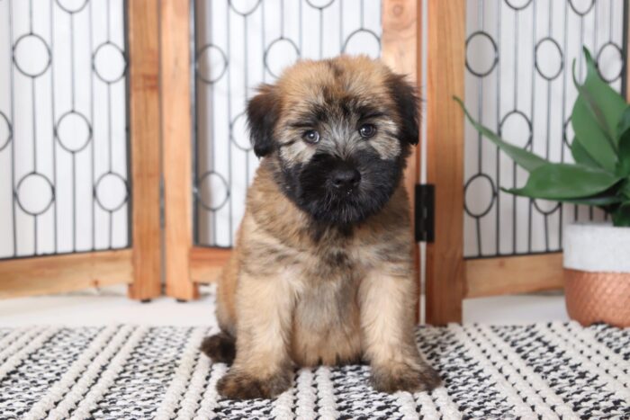 Birch- Kissable Male AKC Wheaton Terrier Puppy - Image 3
