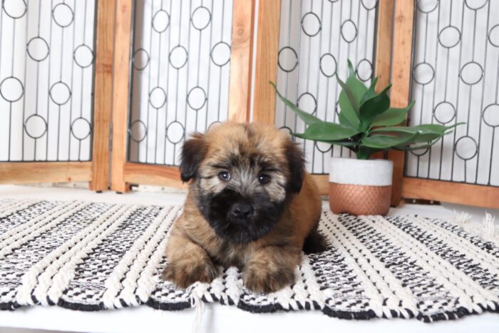 Birch- Kissable Male AKC Wheaton Terrier Puppy - Image 4
