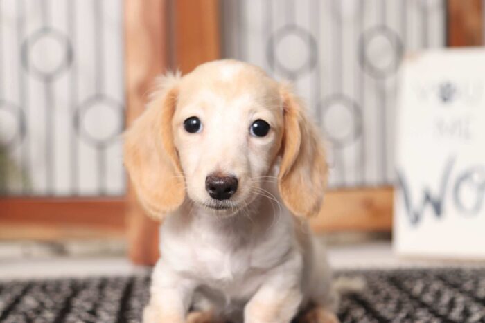 Birdie - Darling Female Dachshund Puppy - Image 2
