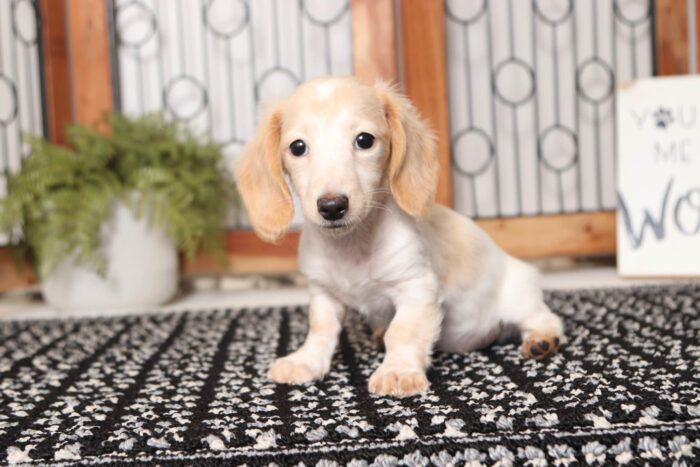 Birdie - Darling Female Dachshund Puppy - Image 3