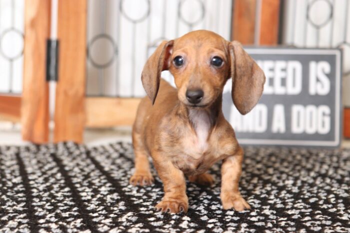 Erika- Precious Little Female ACA Dachshund Puppy - Image 4