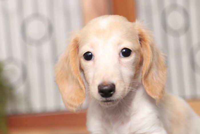 Birdie - Darling Female Dachshund Puppy - Image 4