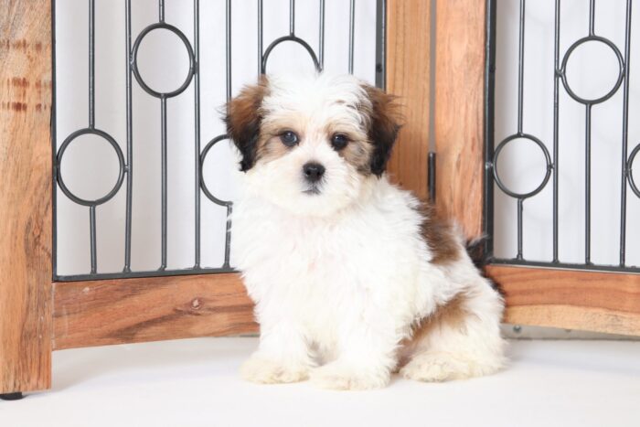 Biscuit - Cuddly Male Shih-Poo Puppy