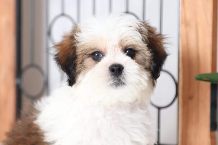 Biscuit - Cuddly Male Shih-Poo Puppy - Image 2