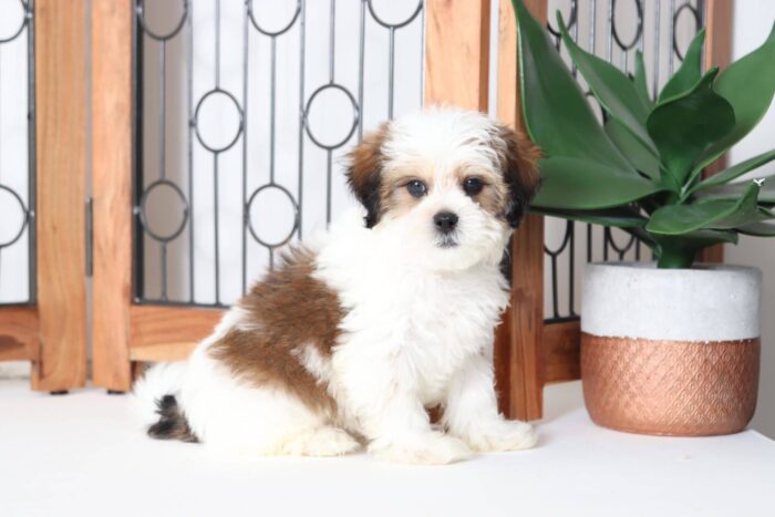 Biscuit - Cuddly Male Shih-Poo Puppy - Image 3