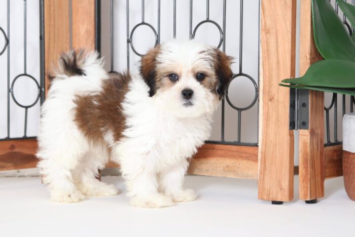 Biscuit - Cuddly Male Shih-Poo Puppy - Image 4