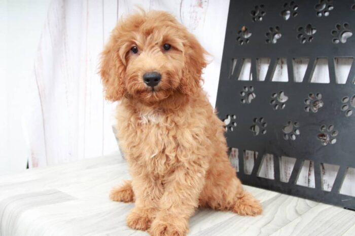 Bixby - Happy Mini Male Goldendoodle Puppy