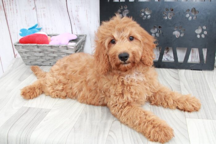 Bixby - Happy Mini Male Goldendoodle Puppy - Image 2
