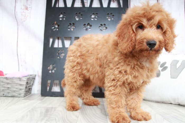 Bixby - Happy Mini Male Goldendoodle Puppy - Image 5