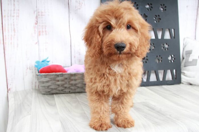 Bixby - Happy Mini Male Goldendoodle Puppy - Image 4