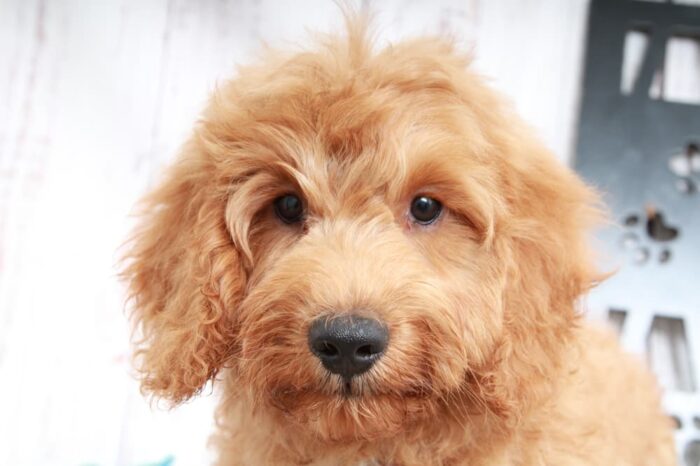 Bixby - Happy Mini Male Goldendoodle Puppy - Image 3