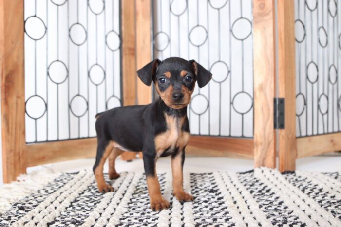 Blaire - Beautiful Female AKC Miniature Pinscher Puppy