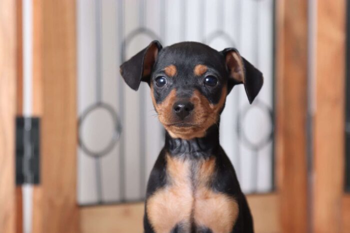 Blaire - Beautiful Female AKC Miniature Pinscher Puppy - Image 2