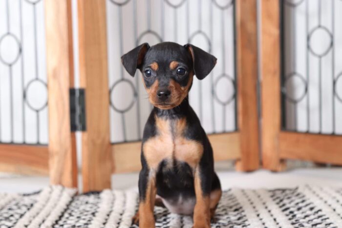 Blaire - Beautiful Female AKC Miniature Pinscher Puppy - Image 3